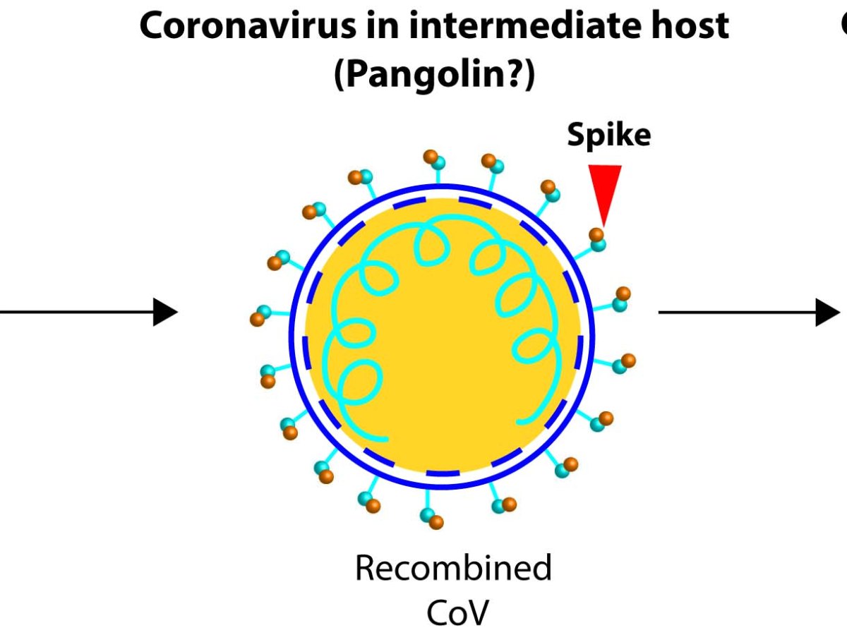 COVID-19 origin conundrum