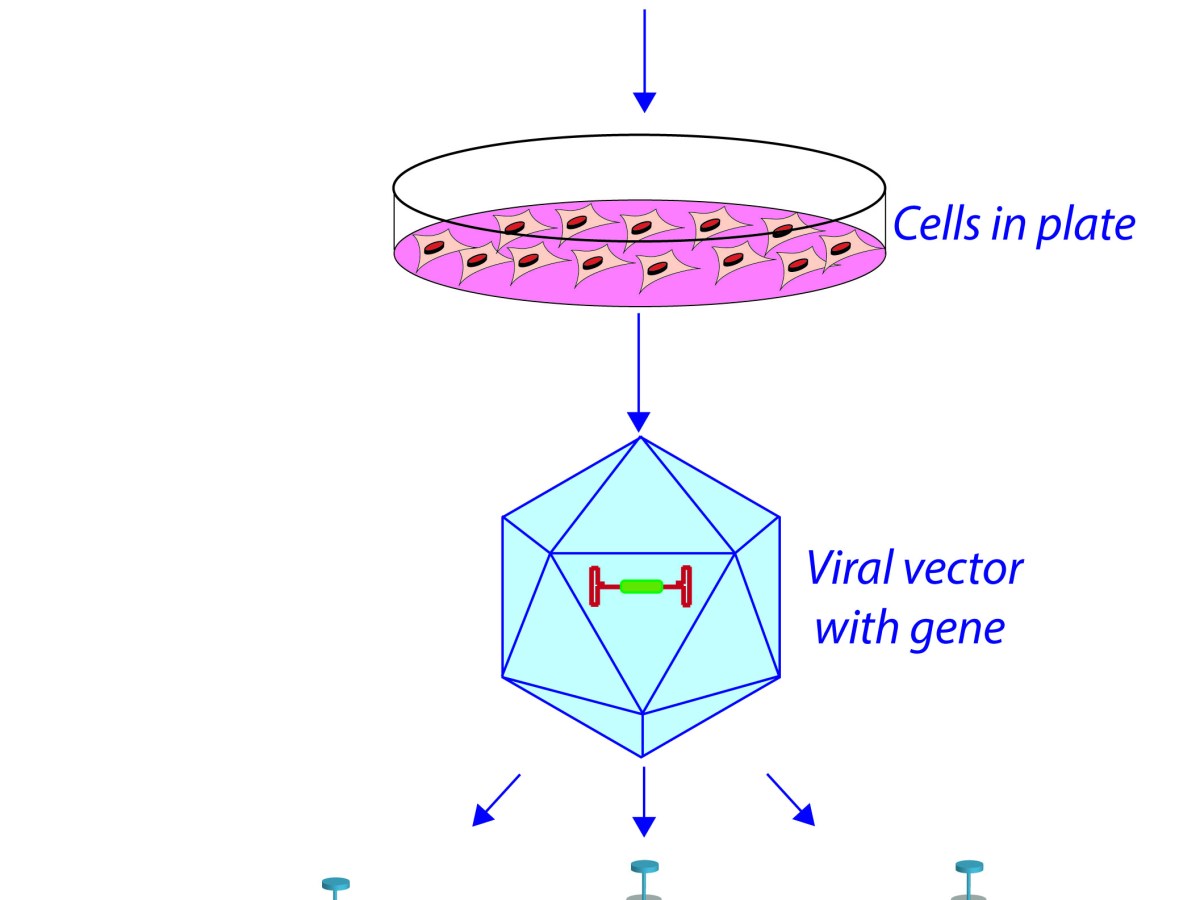 Viral vectors; our friends, not&nbsp;foes!